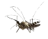 Mosquito
